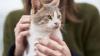 Moins de stress, vie plus longue, les avantages d'avoir un chat