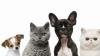 Abandons, refuges en surpopulation, les animaux sont en danger