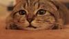 Un chat égaré passe Noël à plus de 1500 km de chez lui avant de retrouver son domicile