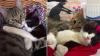 Deux chats handicapés sont devenus meilleurs amis 