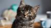 Maltraitance animale : les sanctions pourraient devenir plus lourdes