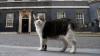 Larry, le chat qui accompagne le locataire du 10 Downing Street