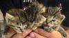 Trois chatons retrouvés dans une benne à verre ont évité le pire