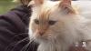 USA : Une femme retrouve son chat cinq ans plus tard