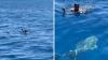 Cette vidéo d'un homme encerclé de requins aux Maldives fait froid dans le dos