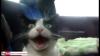 Lannion : Un chat fait le buzz après son adoption auprès des forces de l'ordre