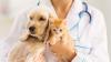 Salute, Disturbo da stress post traumatico: la Pet Therapy avrebbe impatti positivi