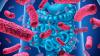 Cancro: i batteri intestinali avrebbero un ruolo importante nelle terapie immunitarie
