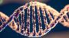 Pangenoma umano: la chiave per individuare nuove varianti genetiche