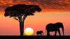 Safari in Africa, 5 posti da visitare: c'è anche Il Parco Nazionale di Etosha in Namibia
