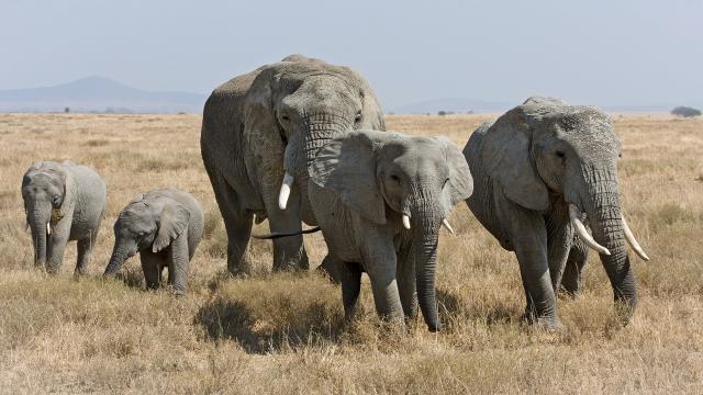 Safari in Africa, tra i luoghi più affascinanti il Parco del Serengeti in Tanzania