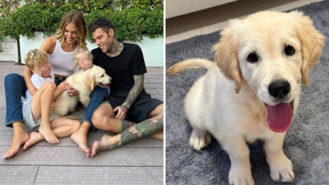 Chiara Ferragni e Fedez, hanno acquistato Paloma, un cucciolo di golden retriever